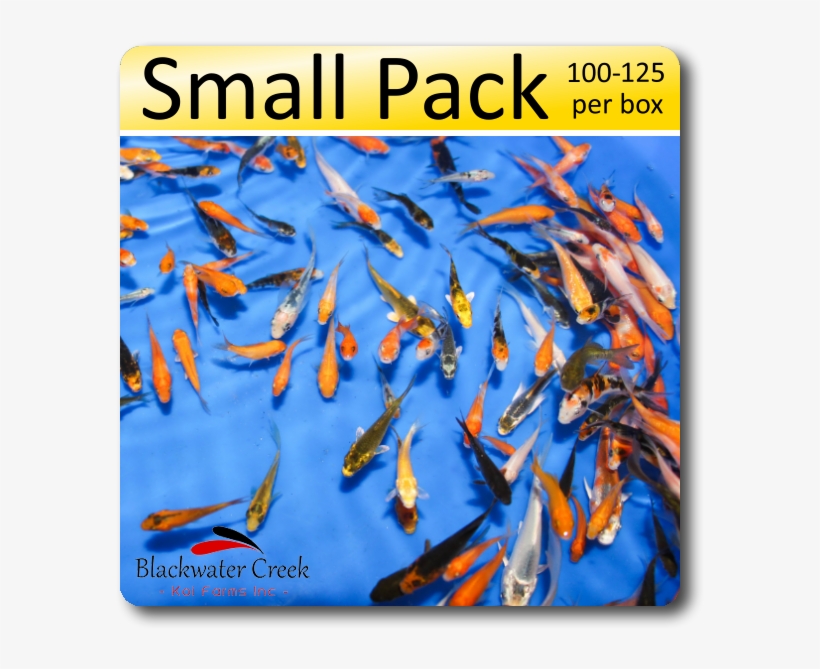 Peanuts Small Pack Free Shipping 100-125 Fish - Koi Peanuts, transparent png #4002619