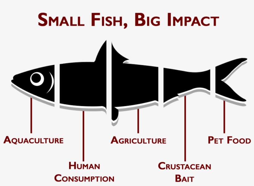 Million Pounds Of Forage Fish A Year Are Used Simply - Illustration, transparent png #4002653