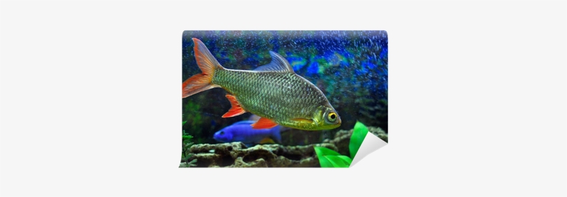 Aquarium, transparent png #4002764