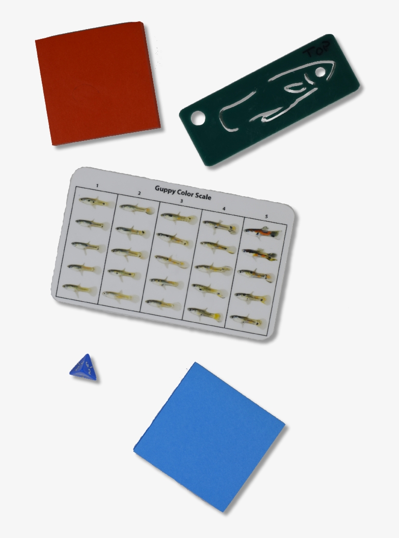 Small Fish Stem Kit - Plastic, transparent png #4003034