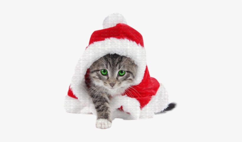 Christmas Cat - Striped Cat Dressed Like Santa For Christmas, transparent png #4004154