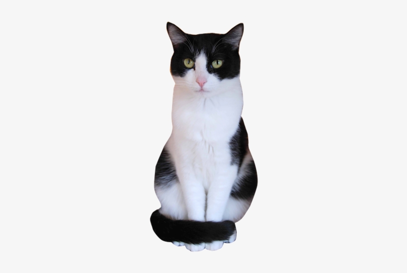 Why Choose A Tuxedo Cat To Be The Star Of Your Ecard - Tuxedo Cat Transparent, transparent png #4004211