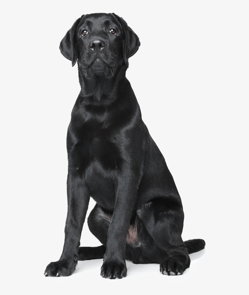 About Blackdog Design/build/remodel - Boo Radley Foundation, transparent png #4004341