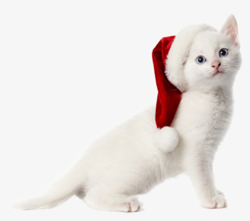 Cat Christmas Facebook Cover, transparent png #4004543