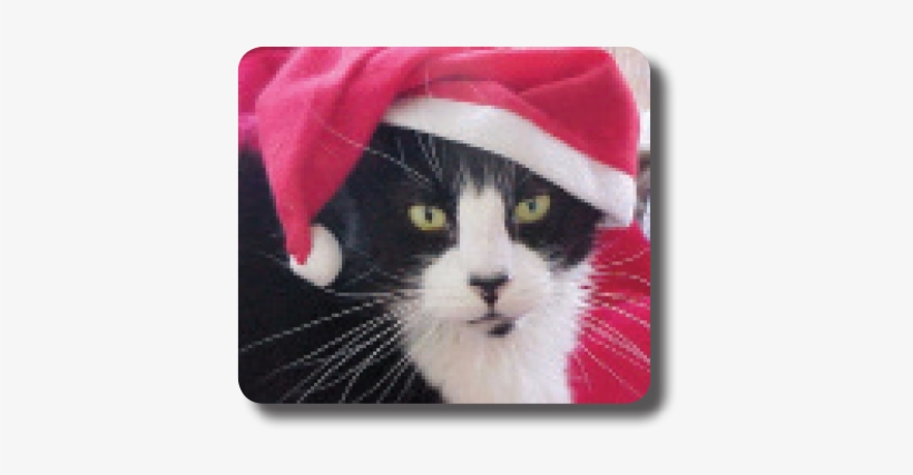 Cat - Kitten, transparent png #4004803