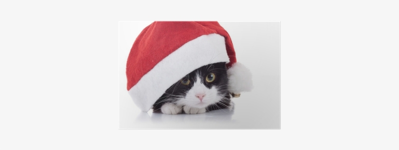 Christmas Black And White Cat, transparent png #4005389