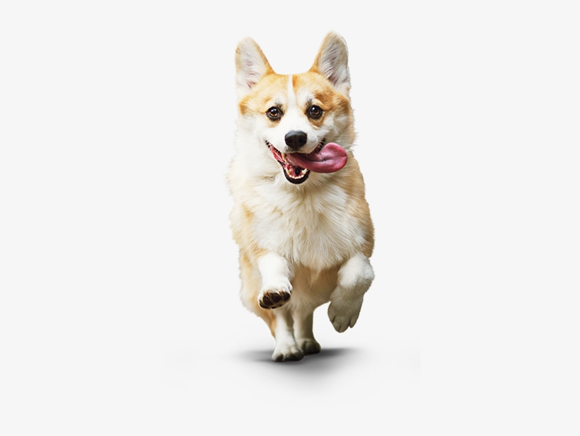 Corgi Dog - Small Dog Png, transparent png #4005744