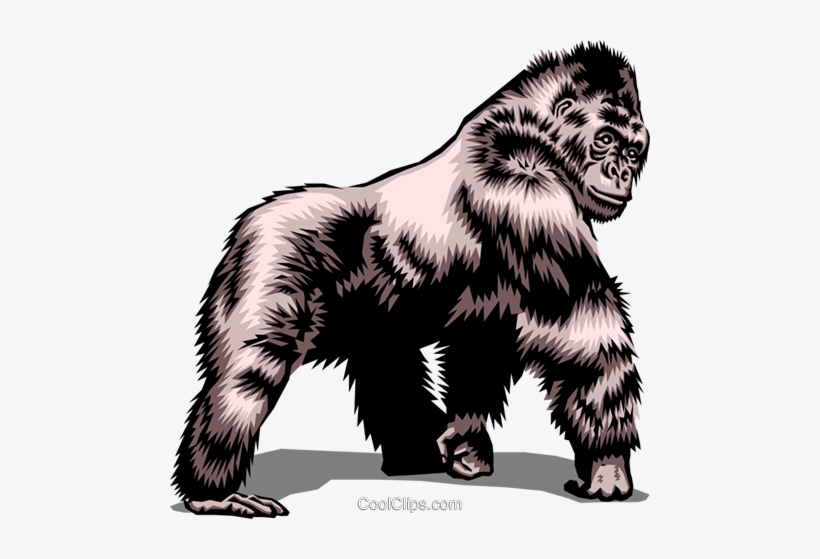 Gorilla, transparent png #4005786