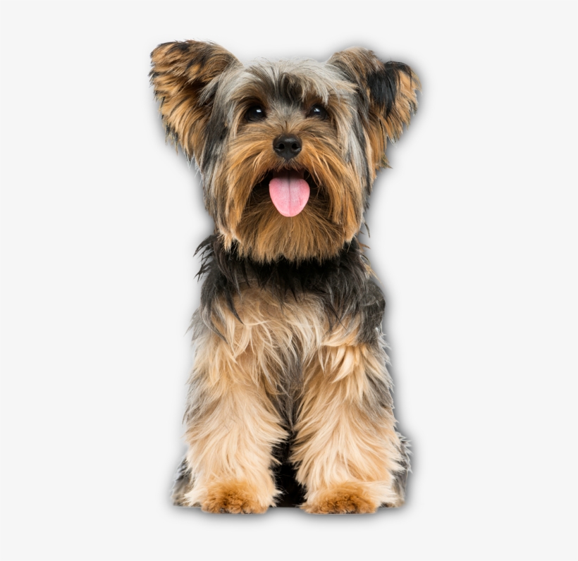 Benefits Of Feeding A Small Breed Formula - Yorkshire Terrier Png, transparent png #4006454