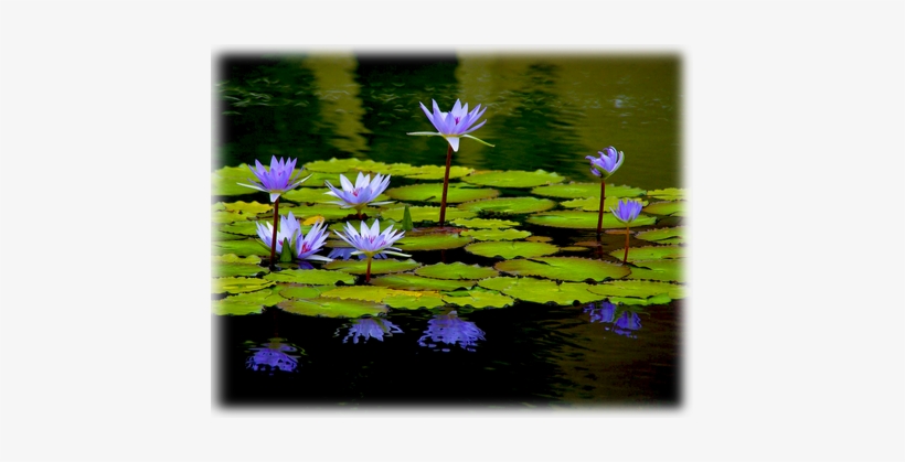 Caerulea Egyptian Lotus Waterlily - Egyptian Water Lily, transparent png #4006459