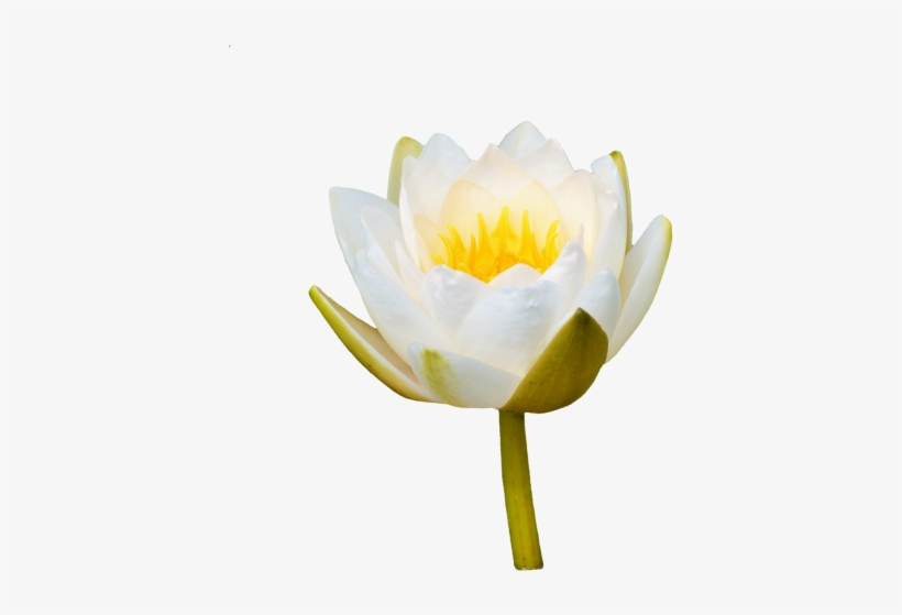 Water Lily,rose,flower,water Rose,nuphar Lutea,pond - Flor Nenúfar Png, transparent png #4006616