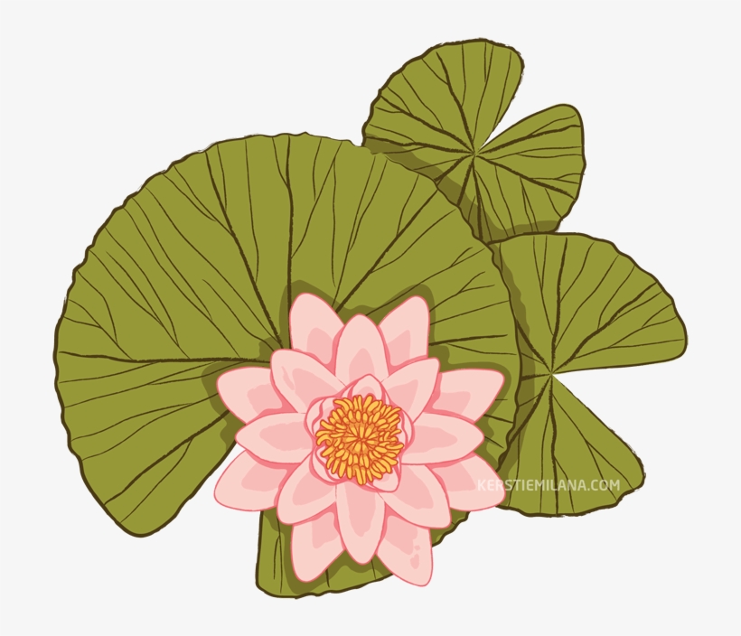 Water Lilies - Sacred Lotus, transparent png #4006707