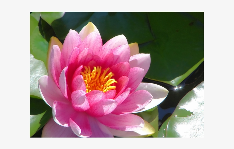 Water Lilies Are In A Family Name That's Unusual It's - Pin Mathuwana Wandana [book], transparent png #4006761