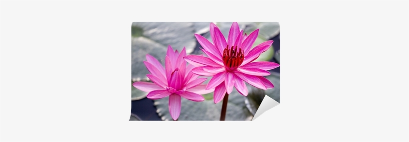 Water Lilies Art Print, transparent png #4006805