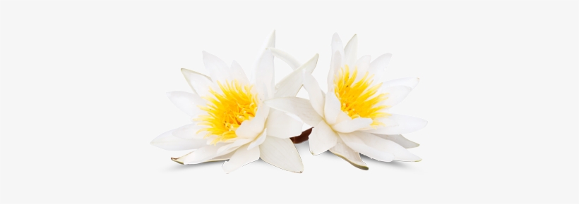 Wasserlilie - White, transparent png #4006907