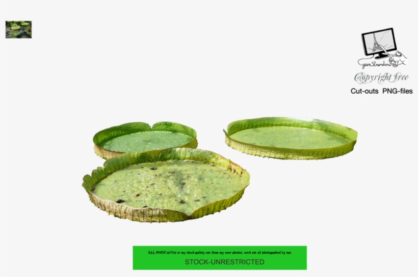 Waterlilies 7 By Jean52 - Aquatic Plant, transparent png #4007077
