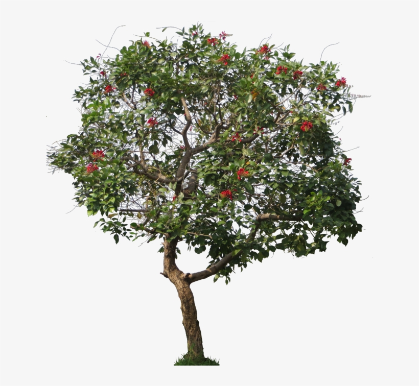 Erythrina Cristagalli - Jpg Tree, transparent png #4009281
