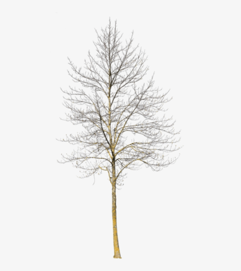 Deciduous Tree Winter Iii - Deciduous Trees In Winter, transparent png #4009375