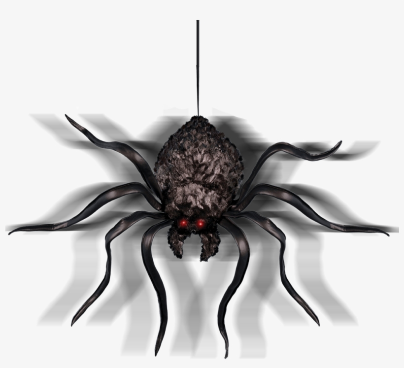 Shaking Spider - Insect, transparent png #4009517
