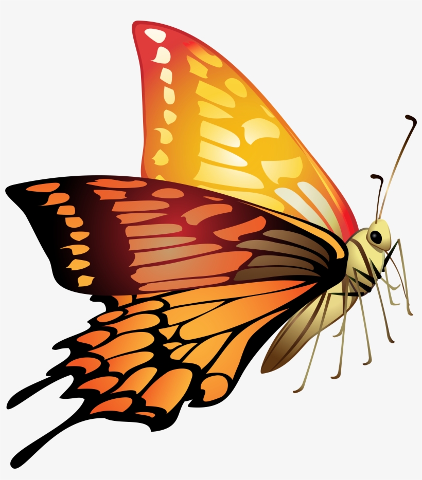 Orange Butterfly Png, transparent png #4009877