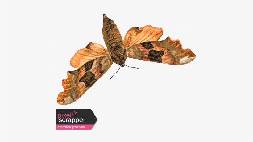 Day Of Thanks - Papilio Machaon, transparent png #4010255