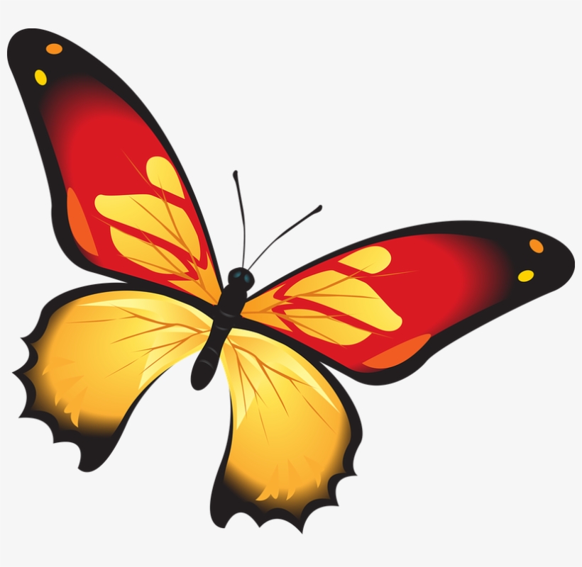Photo Colorful Red Orange Butterfly Decoration Insect - Butterfly, transparent png #4010474