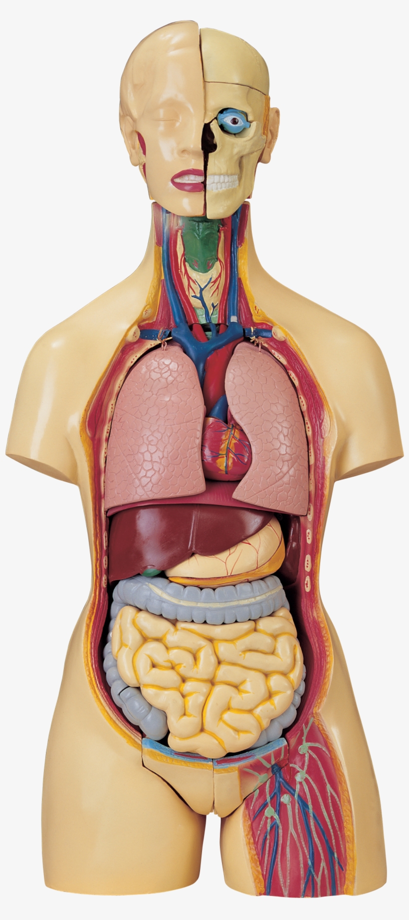 Anatomical Model Artifact - Anatomy Mannequin, transparent png #4010679