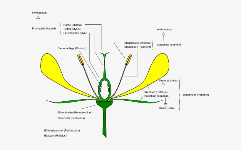 How To Set Use Flower Anatomy Icon Png - Diagram Of A Daisy Flower, transparent png #4011158