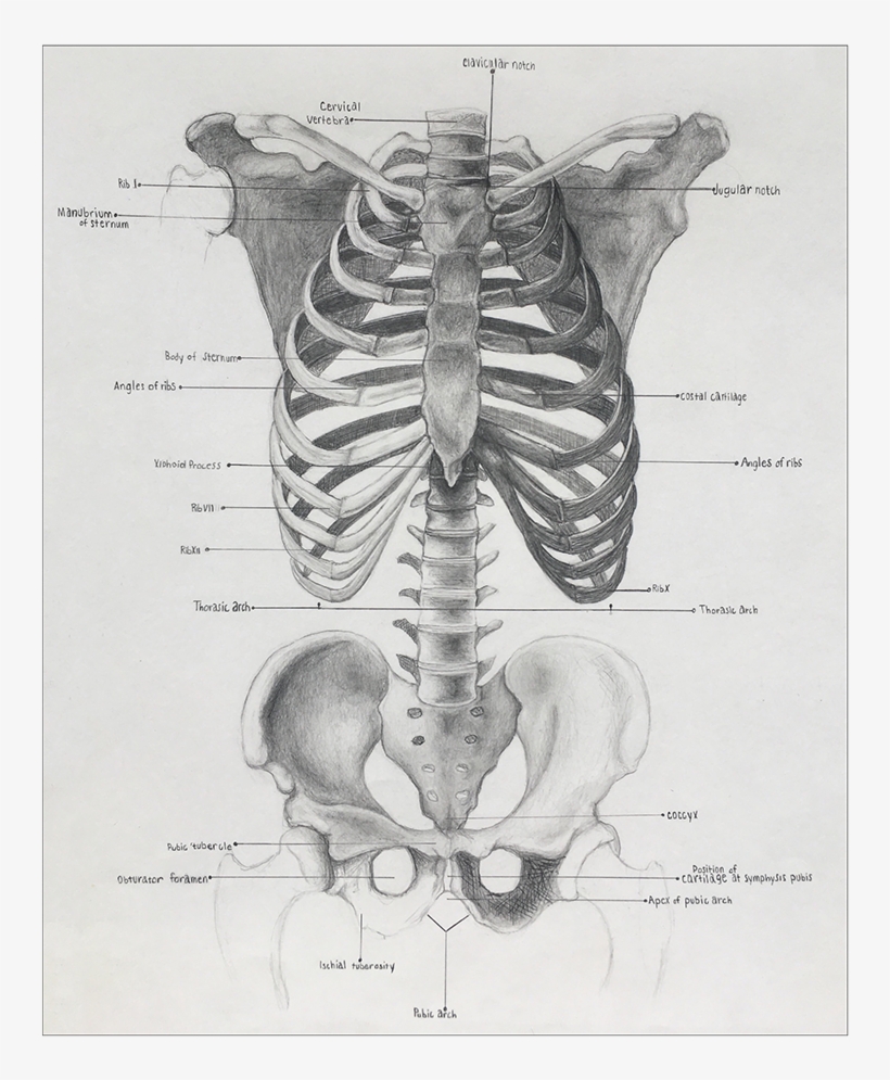 Png Library Download Anatomical Drawing Pelvis - Rib, transparent png #4011217