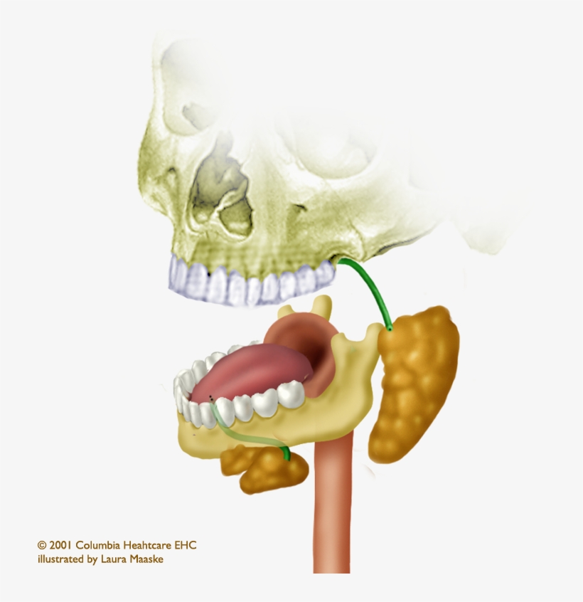 Ds Store - Human, transparent png #4011269