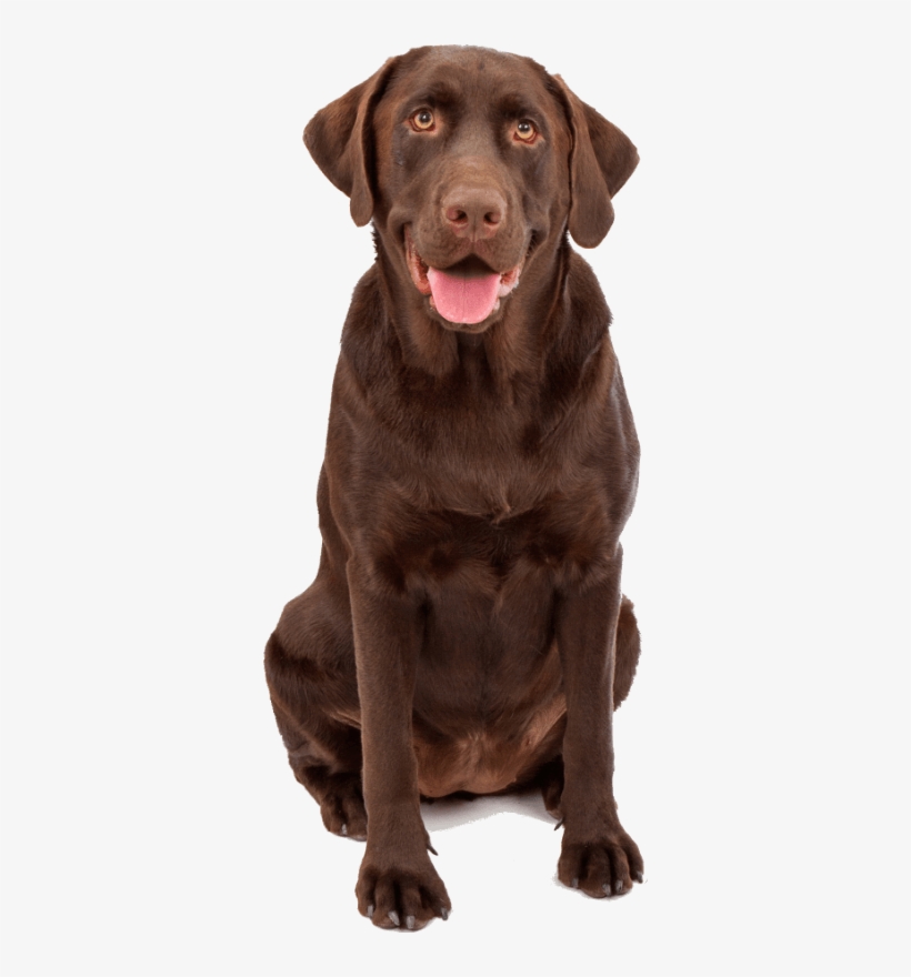 Craft Beer Kanine Social Lab - Kanine Social, transparent png #4011603