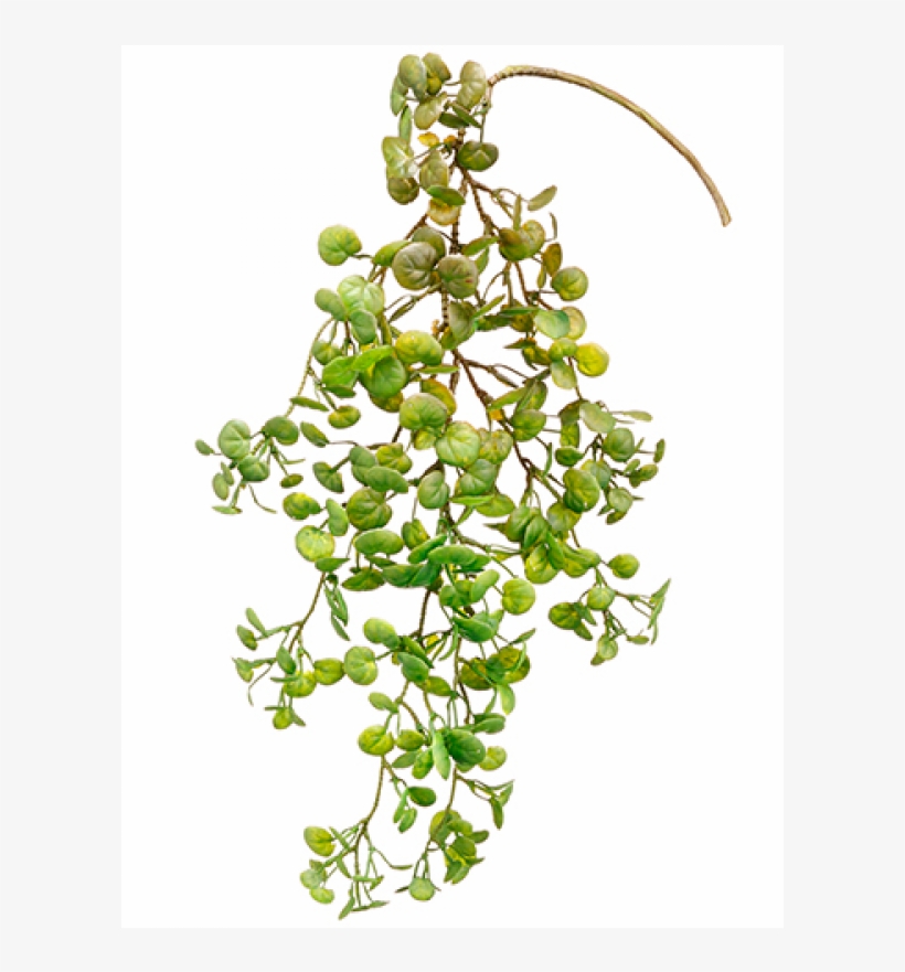 5" Jade Hanging Pick Green - Jade Plant, transparent png #4011725