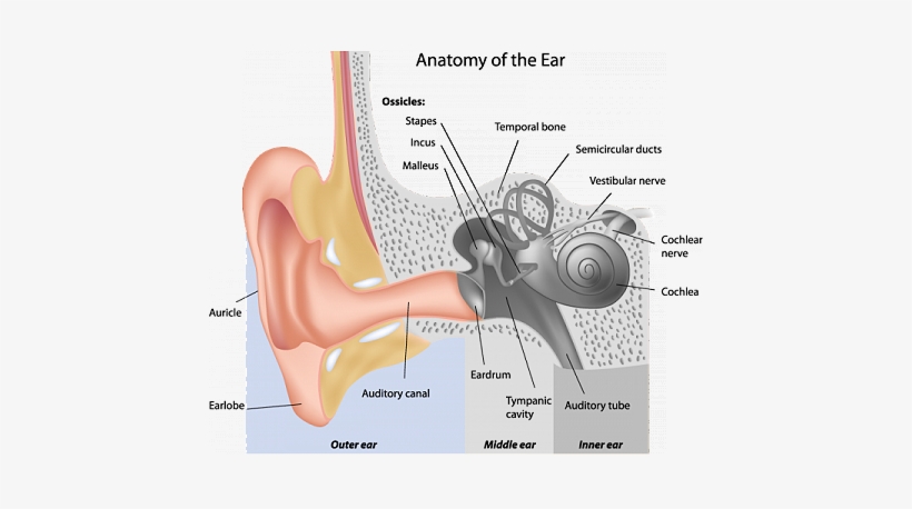 Https - //www - Earq - Com/images/anatomy Chart - Ear Anatomy Ask A Biologist, transparent png #4011771