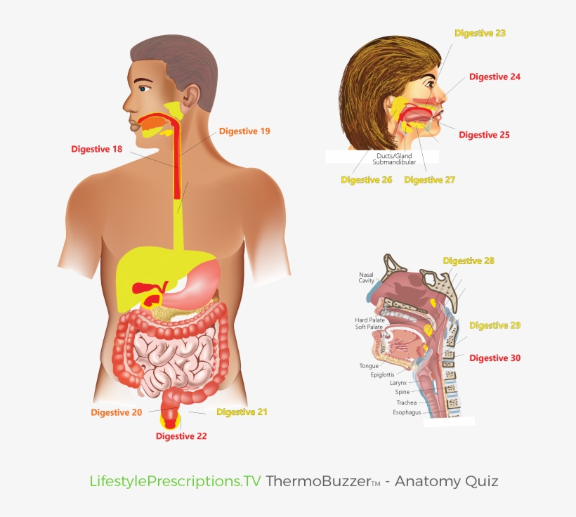 Thermobuzzer Anatomy Quiz Image700 700 Digestive2 - Anatomy, transparent png #4011775