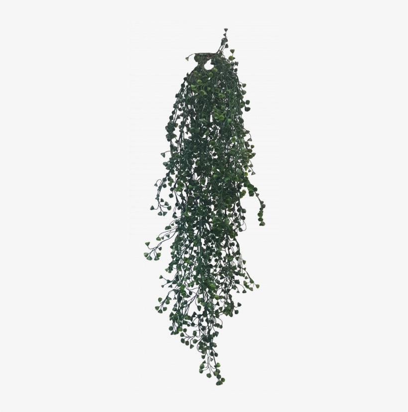 Hanging Baby Tear Bush X - Arizona Cypress, transparent png #4011856