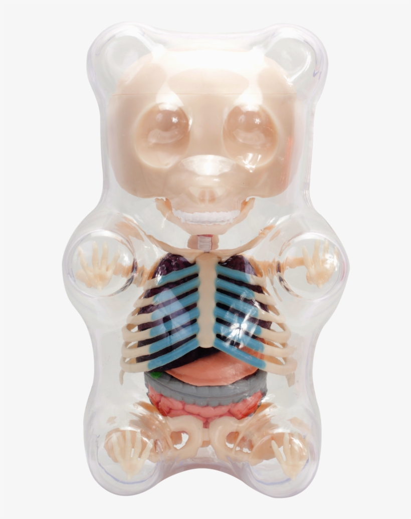 Clear Gummi Bear Funny Anatomy Png Gummy Bear Anatomy - Gummy Bear, transparent png #4011928