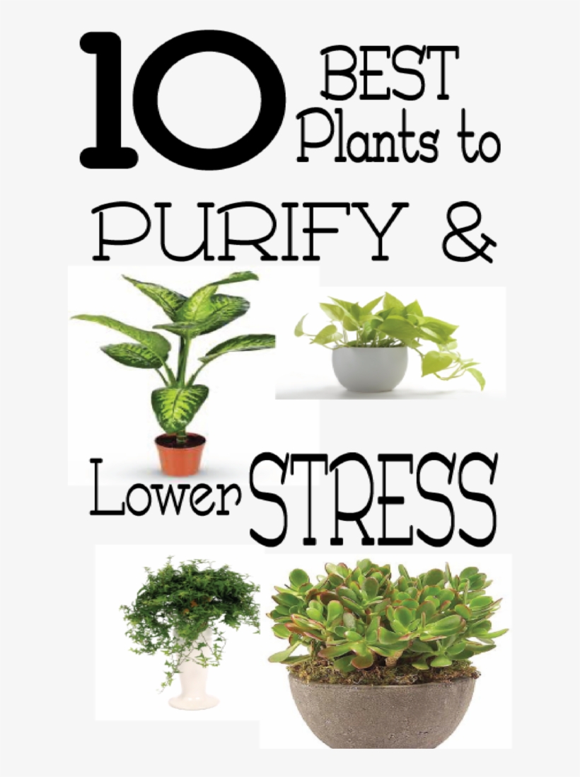 Lower Stress And Clean The Air In Your Home And Office - Houseplant, transparent png #4012143