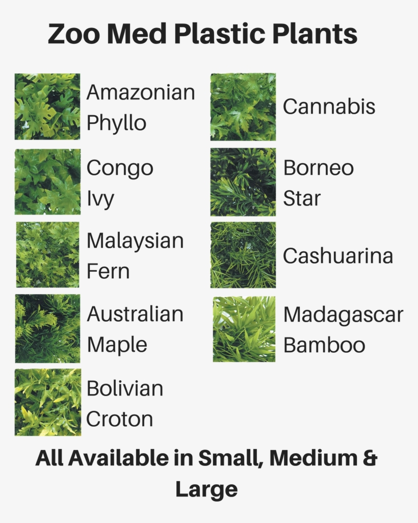 Quick View - Zoo Med Bu-15 Bolivian Croton, Small, transparent png #4012177