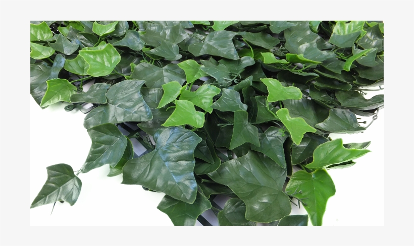 Hedge, transparent png #4012185