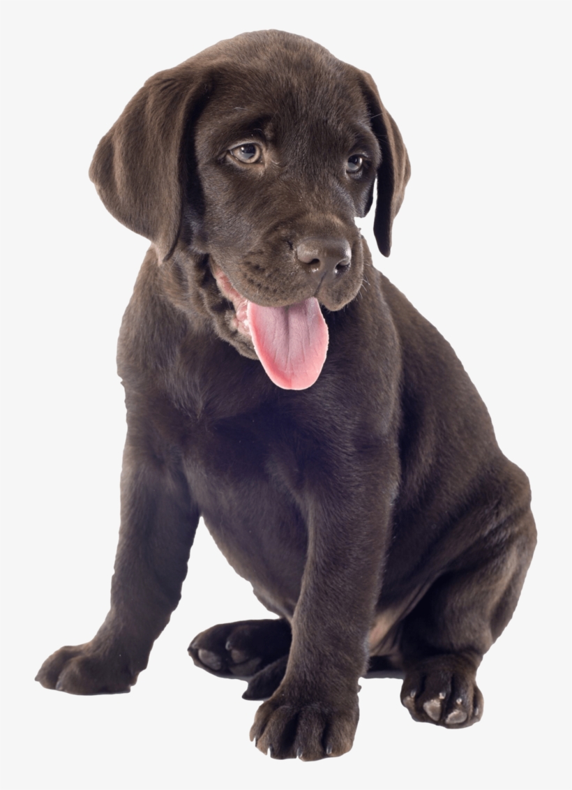 Labrador Oh So Cute Chocolate Puppy Nail Art Decals - Chocolate Lab ...