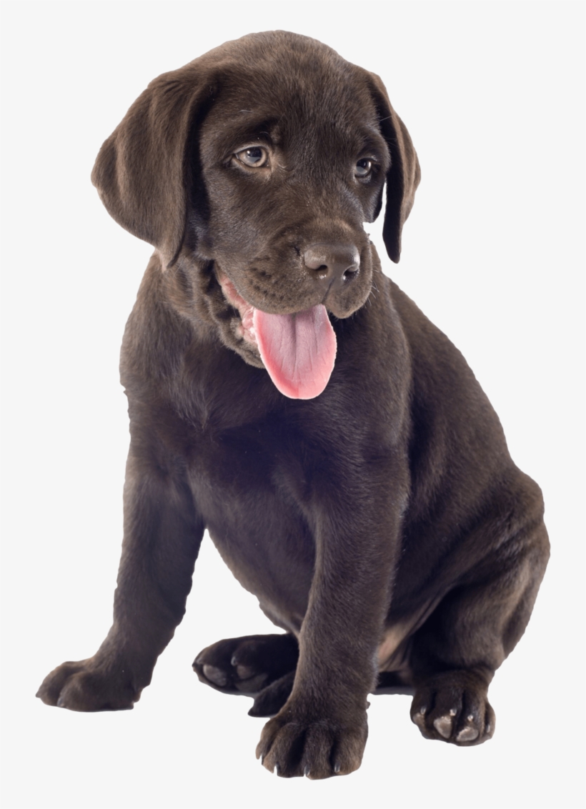 Labrador Oh So Cute Chocolate Puppy Nail Art Decals - Chocolate Lab Puppy Transparent, transparent png #4012221