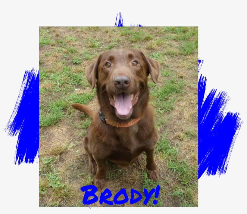 Lab Rescue Of L, transparent png #4012252