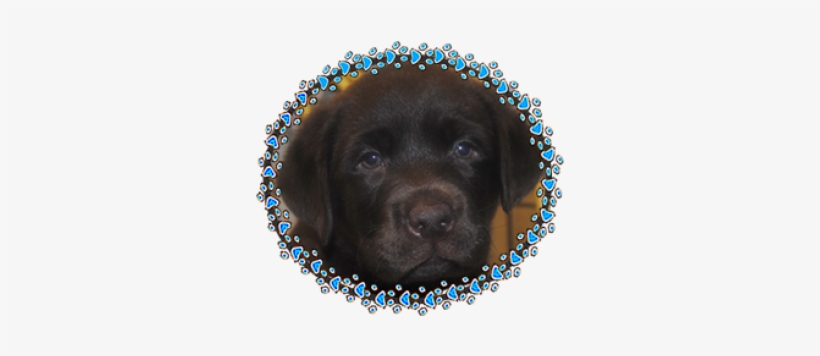 Menu - Labrador Retriever, transparent png #4012448