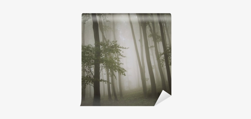 Dreamy Photo Of A Beautiful Green Forest With Fog Wall - Fog, transparent png #4012469