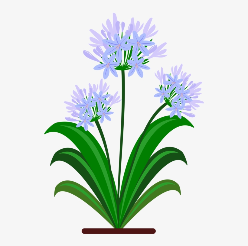 Blue Yellow Flower Green Violet - Botanical Drawing Pdf Agapanthus, transparent png #4012497