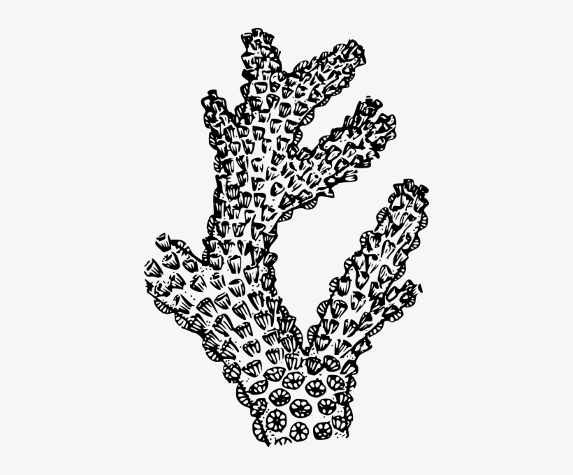 Coral Clipart Png - Pen And Ink Coral, transparent png #4012735