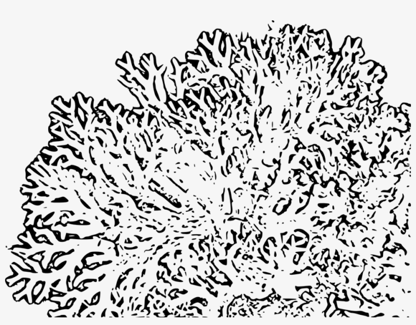 Reef Clipart Transparent - Corals Black And White Png, transparent png #4012862