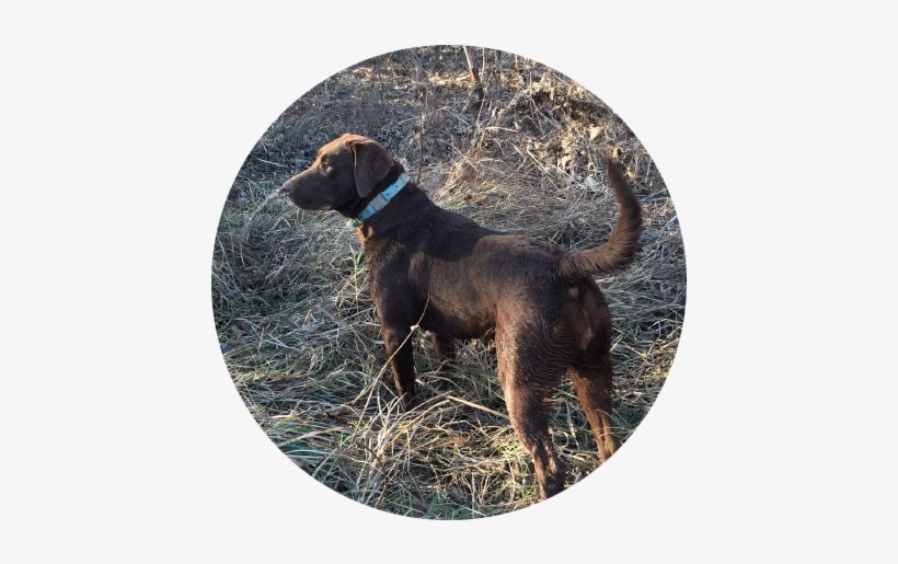 Best Reputation For Labrador Breeding - Labrador Retriever, transparent png #4013018