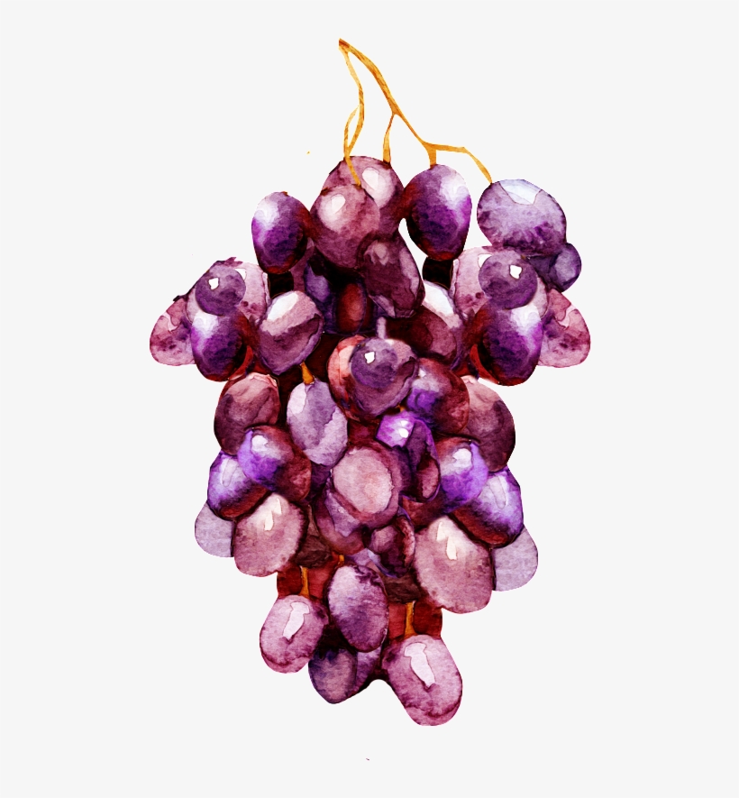 Hand Painted A Bunch Of Purple Grapes Decorative - Transparent Watercolor Grape, transparent png #4013443