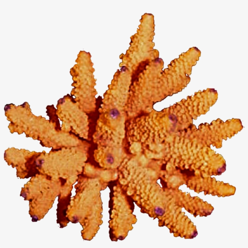 Free Download Orange Coral Png Clipart Coral Reef Clip - Free